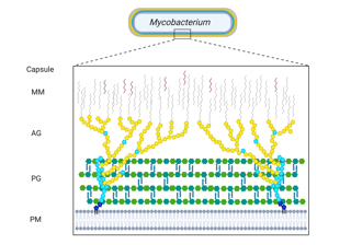 Cell Envelope